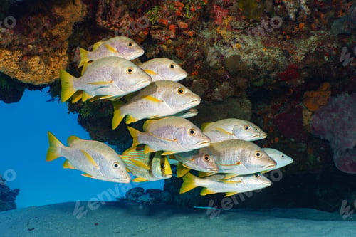 Preview: Vibrant scene of a school of fish swimming in a coral reef