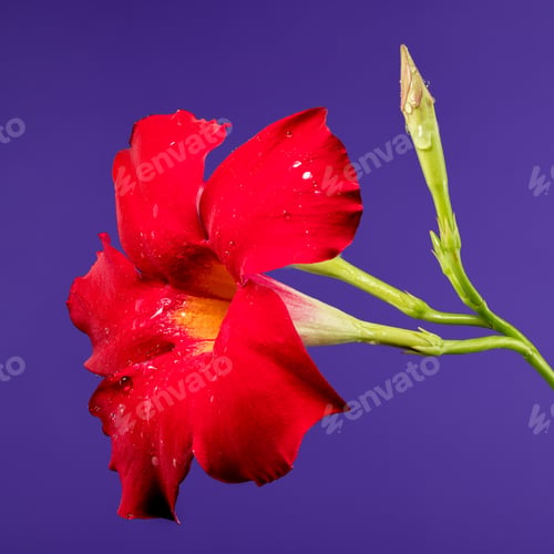 Preview: Blooming Dipladenia red on a purple background