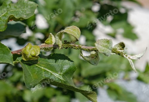 Preview: Close-up of Aphid colony - Aphididae and ants - on aple tree leaf.