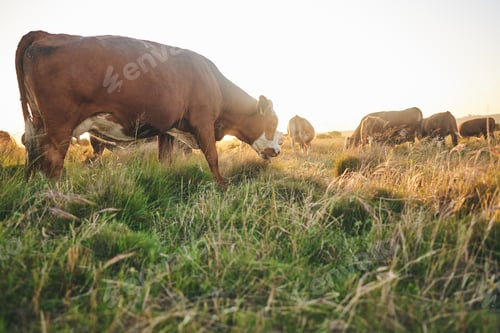 Preview: Agriculture, nature and grass with cow on farm for for sustainability, environment and meat industr
