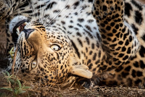 Preview: A leopard, Panthera pardus, rolls onto its back and bites a stick, direct gaze