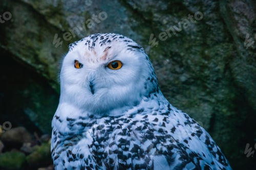 Preview: a snowy owl sitting in front of some rocks with bright yellow eyes