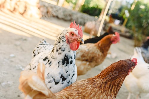 Preview: Hens pecking food in the fencing of their henhouse on a farm.