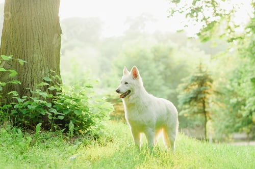 Preview: White Swiss Shepherd