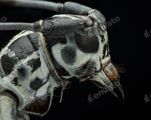 Preview: beetle head