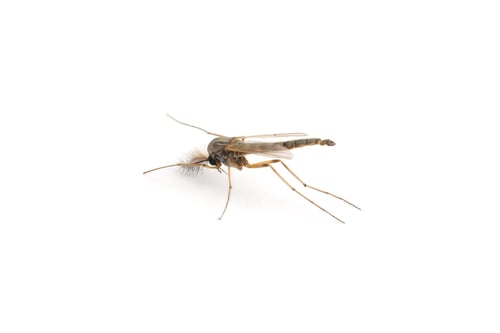 Preview: Closeup view of mosquito on white background