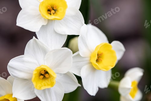 Preview: Beautiful white daffodils in a spring garden. Springtime blooming narcissus flowers.