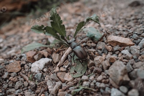 Preview: Beetle