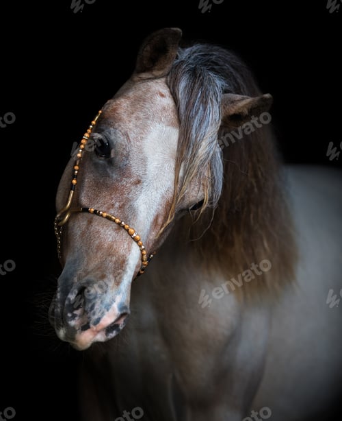 Preview: Portrait on black backgound of American Miniature Horse.