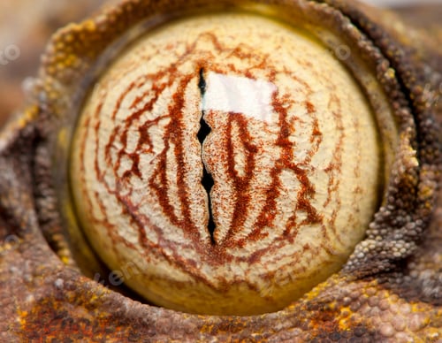 Preview: eye on a Leaf Tailed Gecko - Uroplatus fimbriatus