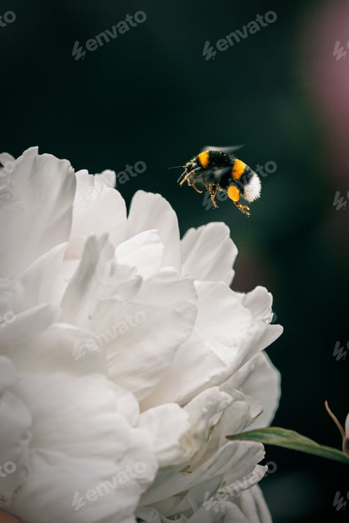 Preview: Vertical selective focus shot of a flying bumblebee on a white peony flower on a dark background