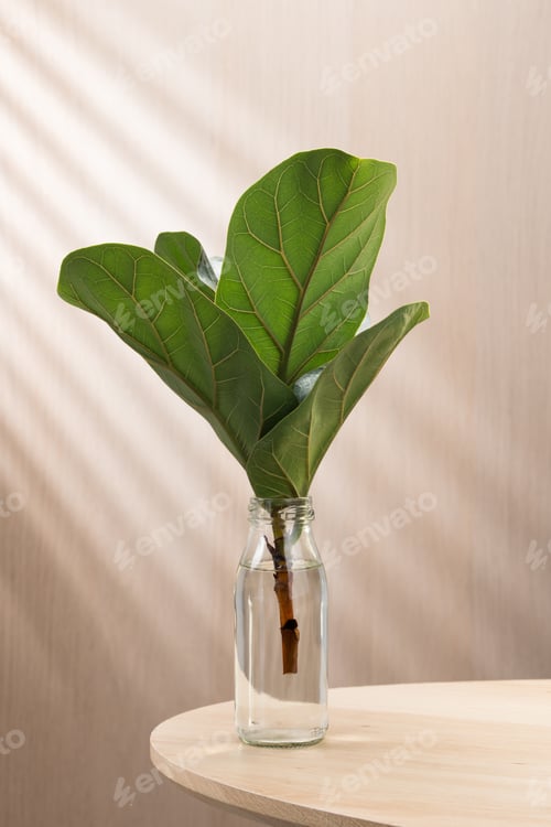 Preview: Fiddle Fig cutting in a glass vase, bringing nature indoors.