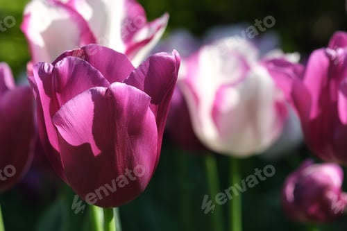 Preview: Multicolored bunch of tulip flowers close-up, selective focus. Defocused nature background.