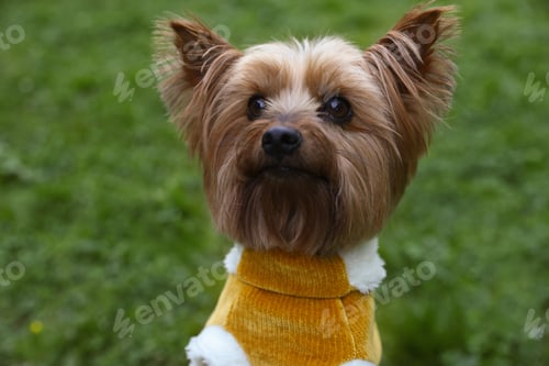 Preview: Cute Yorkshire terrier wearing stylish pet clothes in park, closeup view