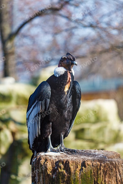 Preview: close-up view of Griffon vulture (Gyps fulvus) outdoor
