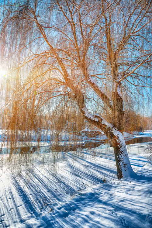 Preview: Sunlight breaks through the trees in winter