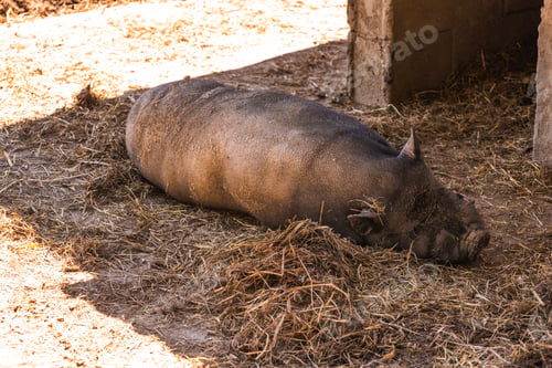 Preview: A Vietnamese pot bellied pig lying on muddy ground