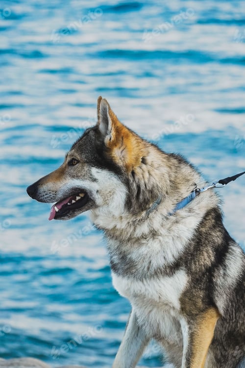 Preview: Portrait of a majestic Czechoslovakian Wolfdog in a stunning wintery landscape.