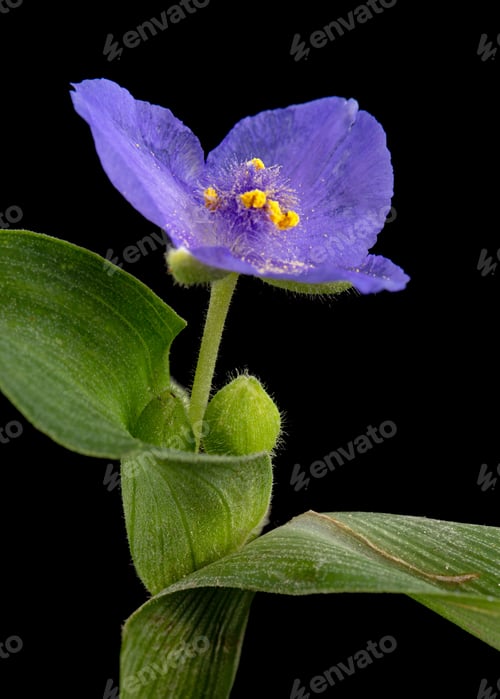 Preview: Violet flower of tradescantia, isolated on black background