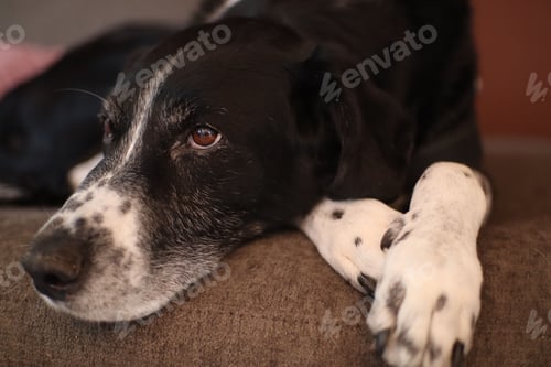 Preview: a black and white dog is laying down on a couch