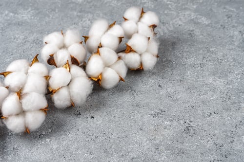Preview: Dry Cotton Branch With Fluffy Flowers On Light Gray Concrete Textured Background
