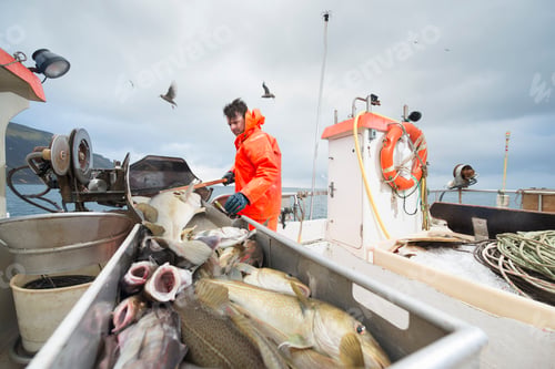 Preview: Fisherman working on boat with fresh fish in foreground