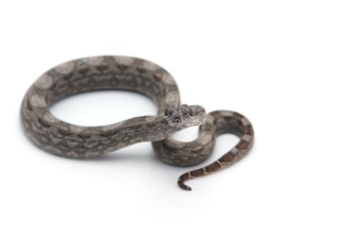 Preview: Argentine boa isolated on white background