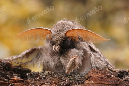 Preview: Facial closeup on a Pale tussock moth, Calliteara pudibunda sitting on wood
