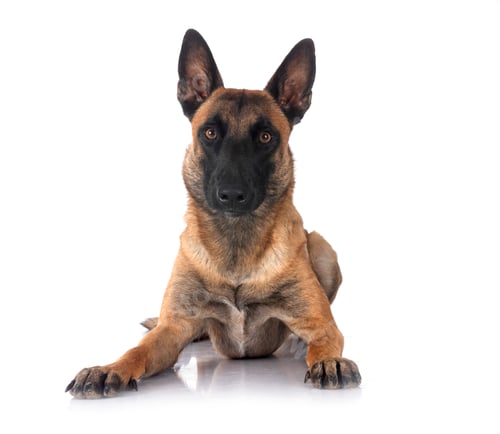 Preview: malinois in studio