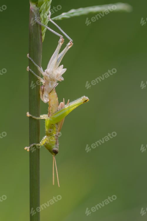 Preview: grasshopper