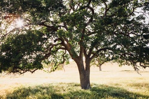 Preview: A mature California oak tree, with spreading branches and green leaves.