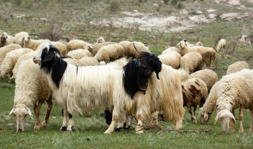 Preview: Goats and sheep. The herd is grazing in nature.