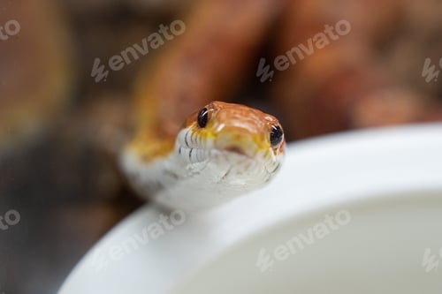 Preview: Portrait of a Corn Snake
