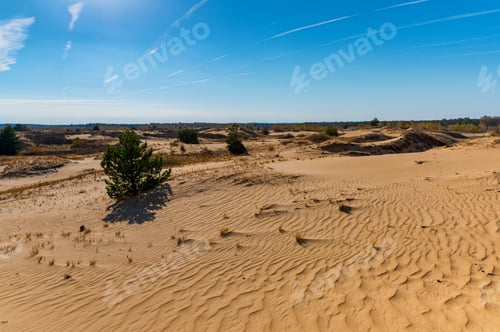 Preview: Yellow birch trees and green pine trees in semi-desert in autumn