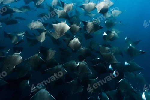 Preview: Cluster of giant devil rays (Mobula mobular) under the ocean