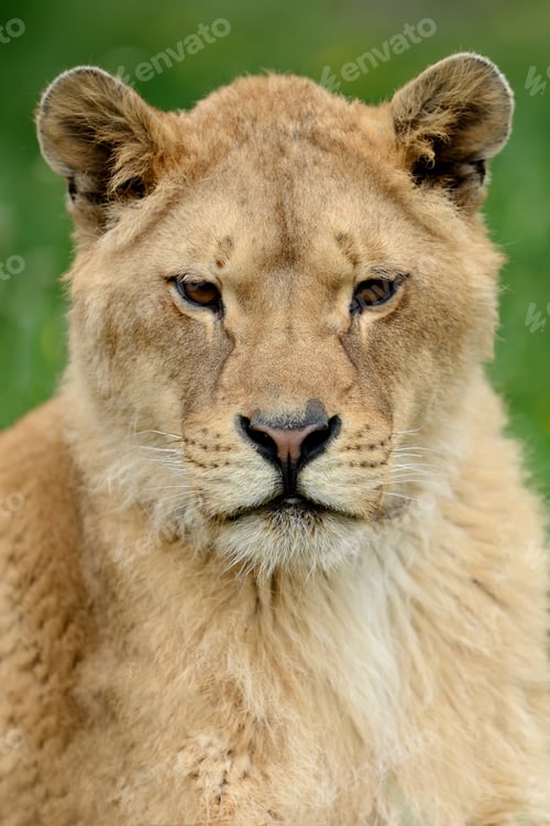 Preview: Lion in green grass