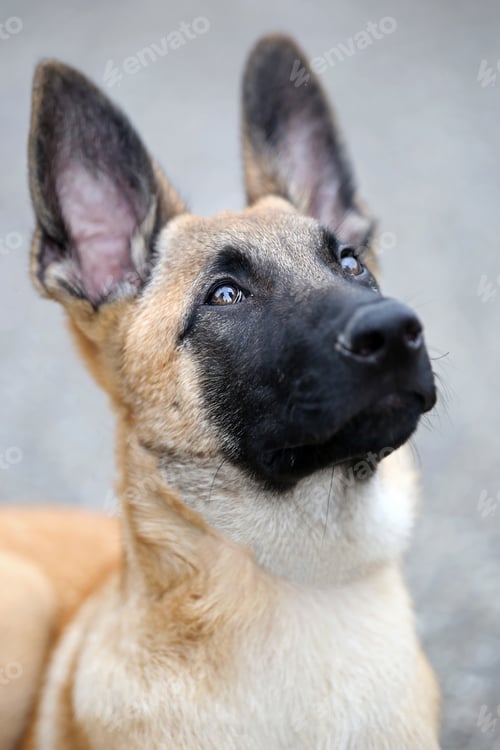 Preview: Belgian Shepherd