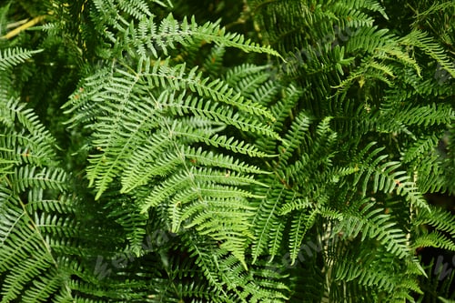 Preview: green fern texture perfect for backgrounds