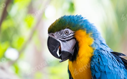 Preview: beautiful Blue-and-Yellow Macaw in rainforest