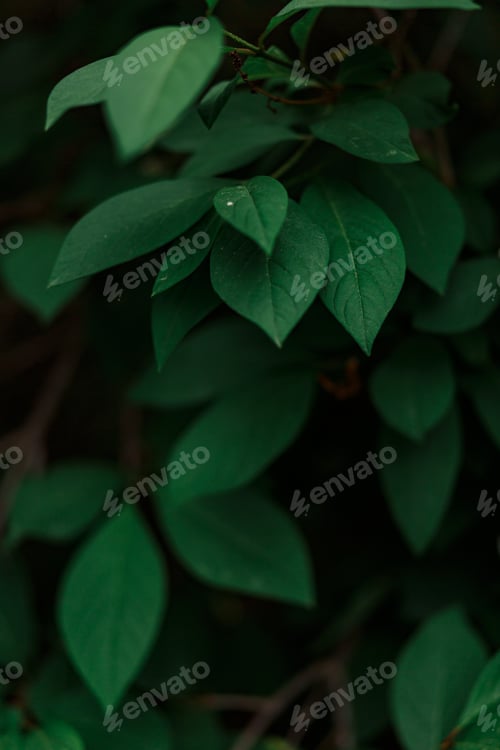 Preview: New leaves of lilac in the garden