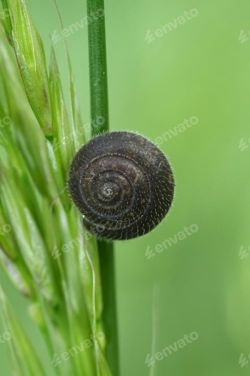 Preview: Vertical closeup on a European Hairy snail, richia hispida, hanging in the grass