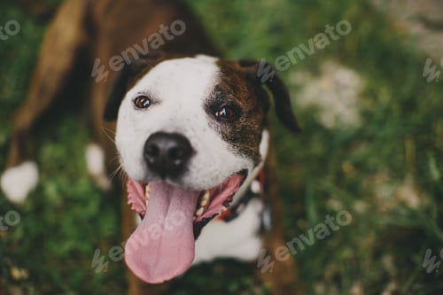 Preview: animal
