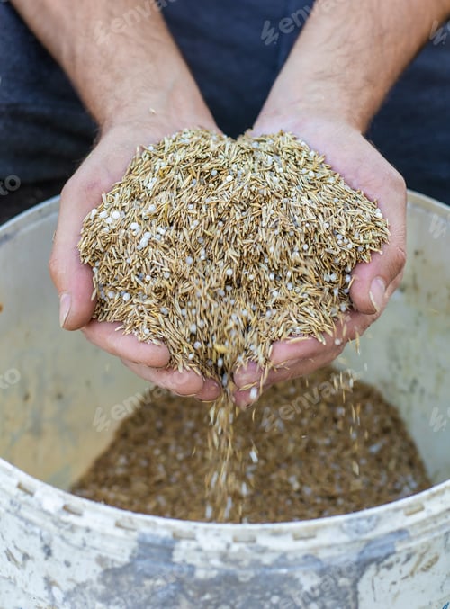 Preview: Seeding lawn grass in the garden. Selective focus.