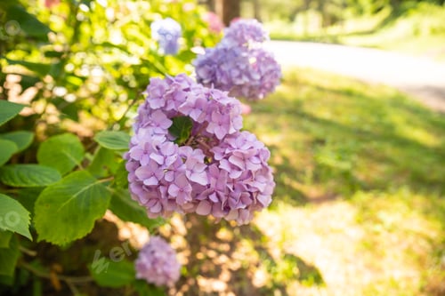 Preview: Magenta pink hydrangea macrophylla or hortensia shrub in full bloom in a flower pot, with fresh