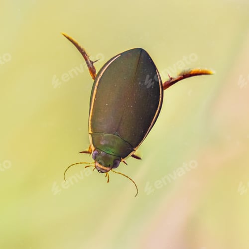 Preview: Great diving beetle freshwater insect male