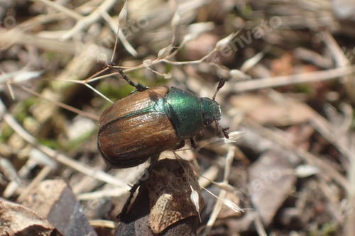 Preview: Closeup shot of Japanese beetle on a plant