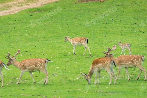 Preview: Impala Antelopes in the National Park