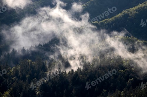 Preview: Misty landscape with fir forest