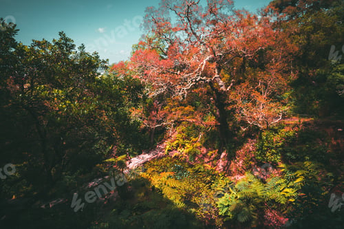 Preview: Autumn forest in Sintra