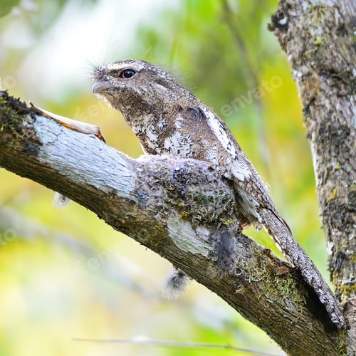 Preview: male Hodgson Frogmouth